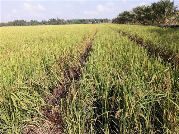 Hình. Cánh đồng lúa lai ấp Bình Thuận chuẩn bị giai đoạn thu hoạch