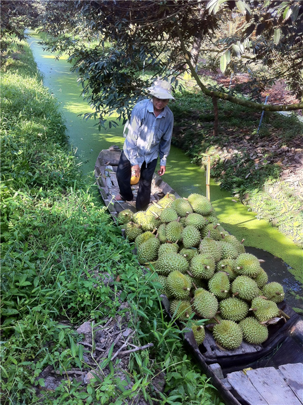 Nông dân thu hoạch sầu riêng