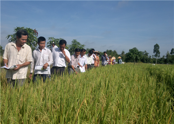 Hình. Liên kết trong sản xuất lúa tại Hậu Giang.