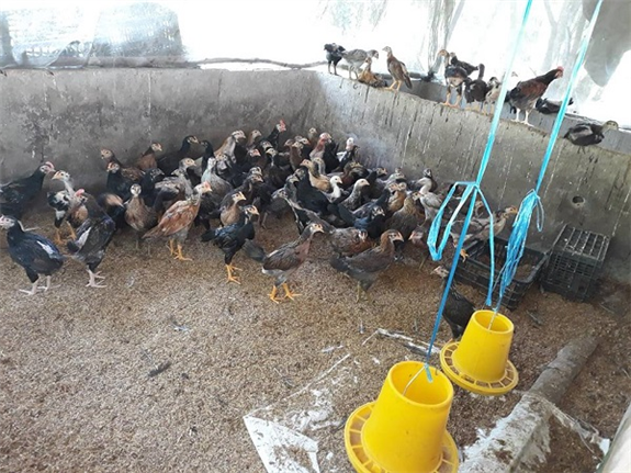 Ảnh: Đàn gà nuôi trên nền đệm lót sinh học của anh Nguyễn Trung Nhiệm