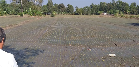 Ảnh: Ruộng lúa gieo sạ với mật độ 80kg/ha tại xã Vị Bình