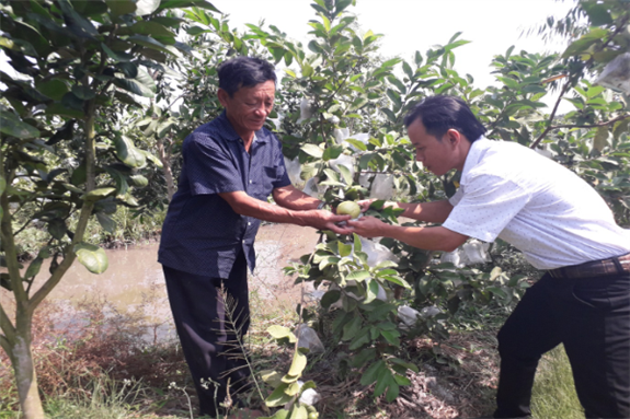 Vườn ổi Lê trồng xen bưởi của ông Nguyễn Văn Tranh