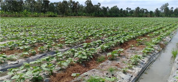 Hình: Mô hình trồng đậu bắp Nhật Bản tại xã Long Trị