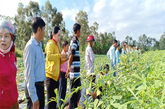 Hình: Nông dân tham quan thực tế mô hình trồng đậu bắp xanh