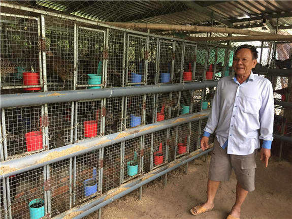 Người dân Quỳnh Lưu nuôi chim trĩ cho thu nhập cao