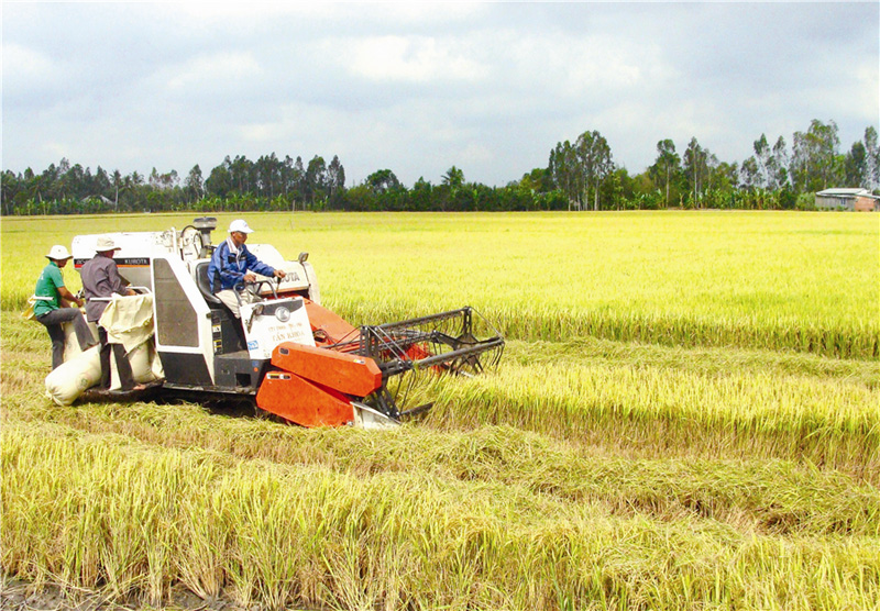 Ảnh: Thu hoạch lúa bằng máy gặt đập liên hợp (Ảnh minh hoạ)