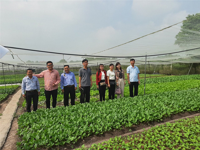 Đoàn Tham quan mô hình trồng rau theo quy trình VietGap