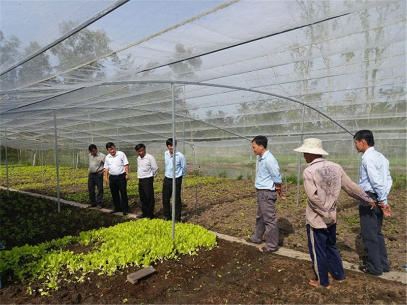 Ảnh: Lãnh đạo UBND huyện Vị Thủy thăm mô hình trồng rau trong nhà lưới