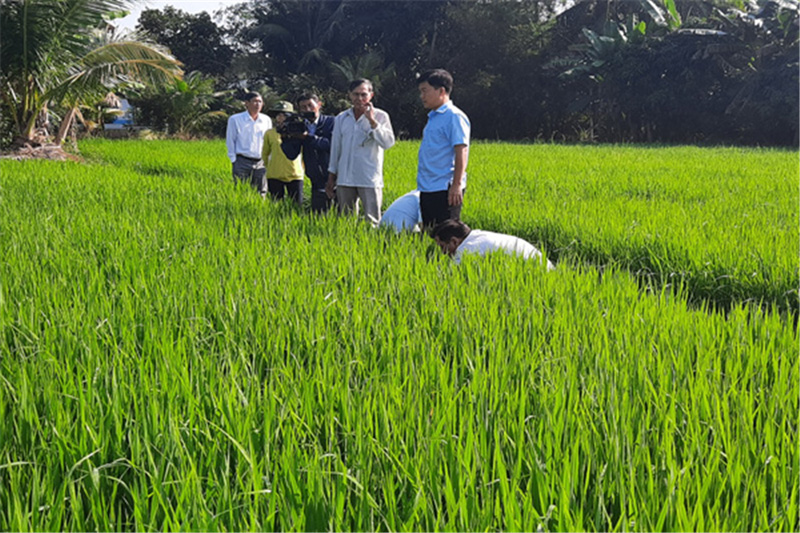 Ảnh: Đoàn UBND huyện kiểm tra rầy nâu tại ruộng