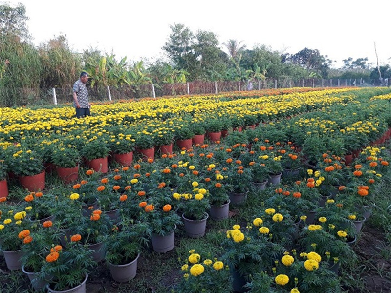 Ảnh: Mô hình trồng hoa Vạn Thọ phục vụ tết của anh Nguyễn Văn Hoàng