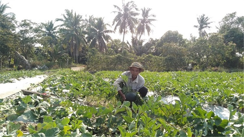 Ảnh: Mô hình trồng dưa hấu Tết của HTX VietGap chuẩn bị thu hoạch bán vào dịp Tết Canh Tý