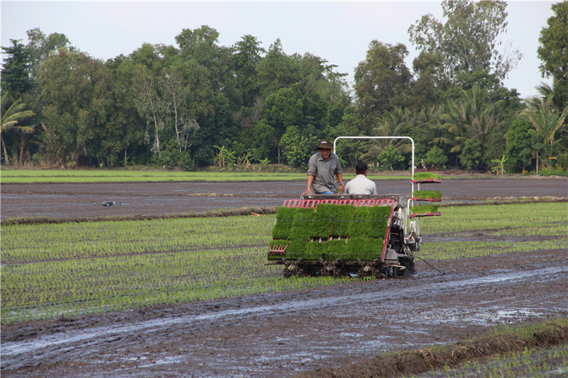 Ảnh. Gieo sạ lúa bằng máy cấy tại xã Vị Đông, huyện Vị Thủy