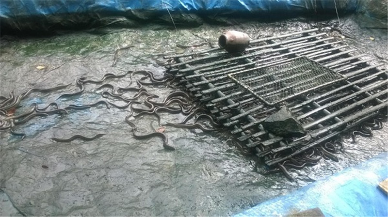 Ảnh: Bể lươn nuôi được 4 tháng tuổi của anh Nguyễn Hữu Đức