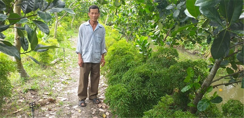 Ảnh: Ông Lê Thành Công - Bên vườn Mít trồng xen cây Đinh lăng