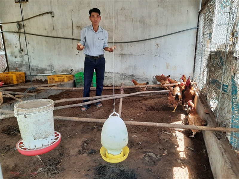 Ảnh: Mô hình nuôi gà tàu địa phương của hộ anh Nguyễn Thanh Hải