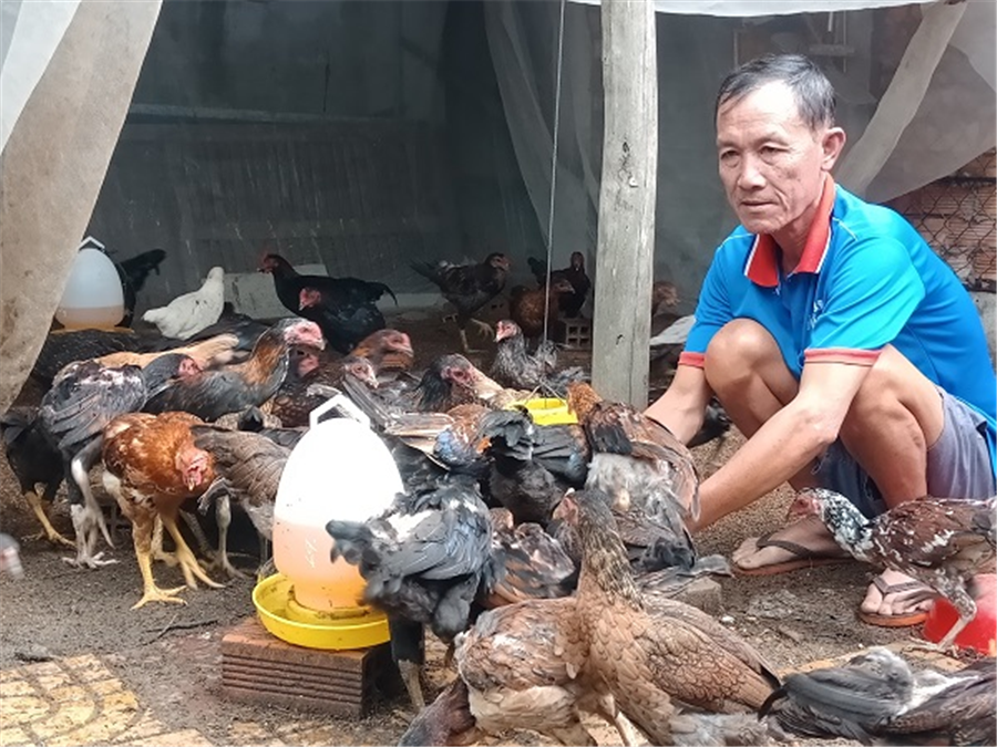 Ông: Triệu Văn Dựa -  khu vực 7, phường IV đang cho gà ăn.