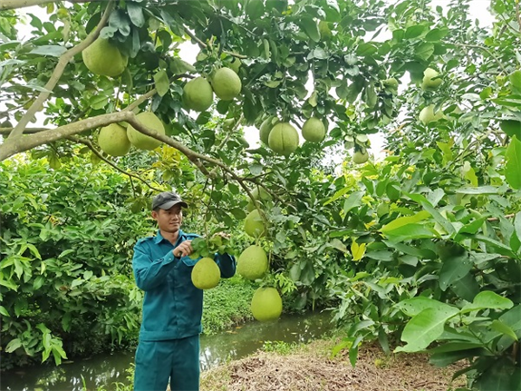 Ảnh: Anh Mai Hoàng Giang đang thăm vườn bưởi chuẩn bị thu hoạch