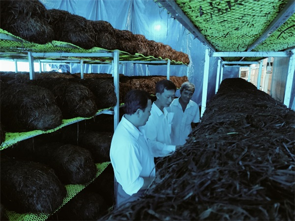 Ảnh: Ông Lê Việt Hào (đứng bên phải) bên mô hình trồng nấm trong nhà của mình