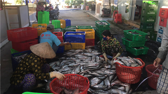 Thu hoạch cá Thát lát tại hộ của ông Nguyễn Thanh Phong