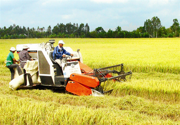 Ảnh: Thu hoạch lúa trên cánh đồng Hậu Giang