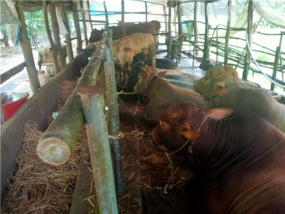 Ảnh. Mô hình nuôi bò sinh sản của nông dân TX. Long Mỹ
