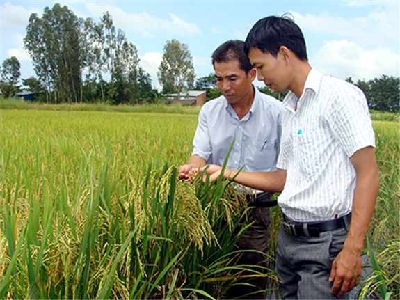 Ảnh: Liên kết sản xuất giống lúa chất lượng sẽ có sản phẩm lúa gạo chất lượng đáp ứng được nhu cầu xuất khẩu gạo cấp cao. (Nguồn Báo Hậu Giang)