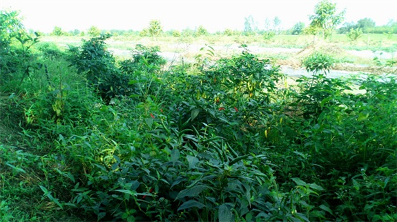 Ảnh: Vườn Ớt đang cho thu hoạch của hộ ông Huỳnh Văn Tấn - ấp 1 xã Vĩnh Thuận Tây