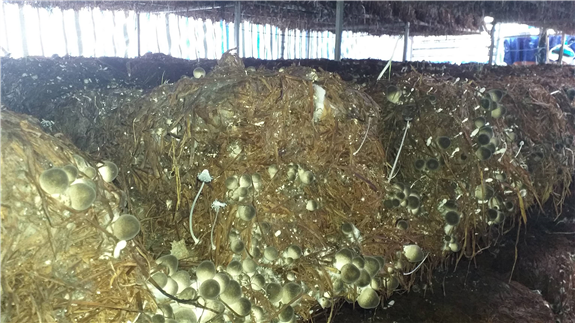 Mô hình trồng nấm rơm trong nhà - Mô hình học tập Bác của đồng chí Lê Minh Chiến.
