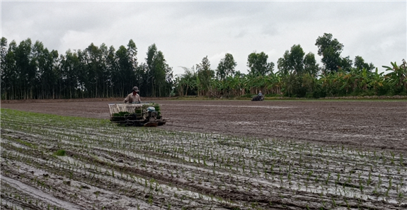 Hình. Nông dân áp dụng biện pháp cấy máy giảm lượng giống gieo sạ trên địa bàn tỉnh Hậu Giang