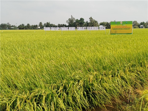 Hình. Mô hình canh tác lúa thông minh trong chuỗi sự kiện Festival lúa gạo tại Hậu Giang sắp thu hoạch