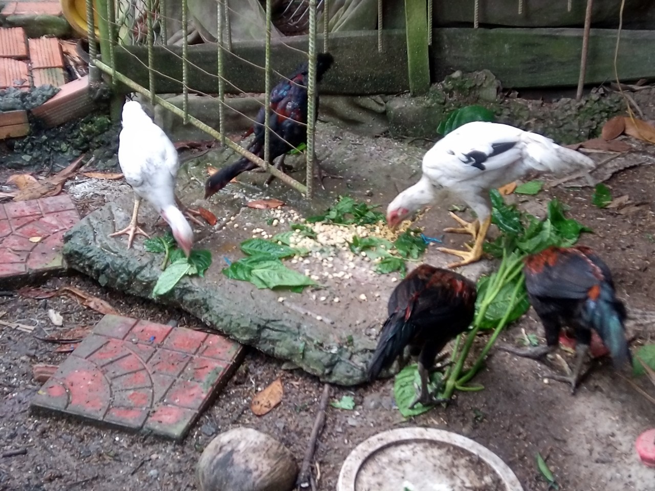 Hình ảnh: tận dụng bắp, tấm gạo, cây chè đại vào thức ăn cho gà